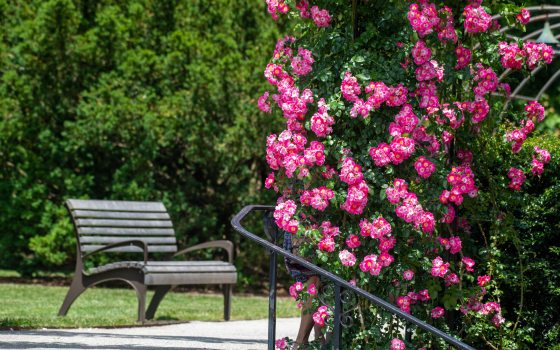 A rose bush with an empty bench to its left. 